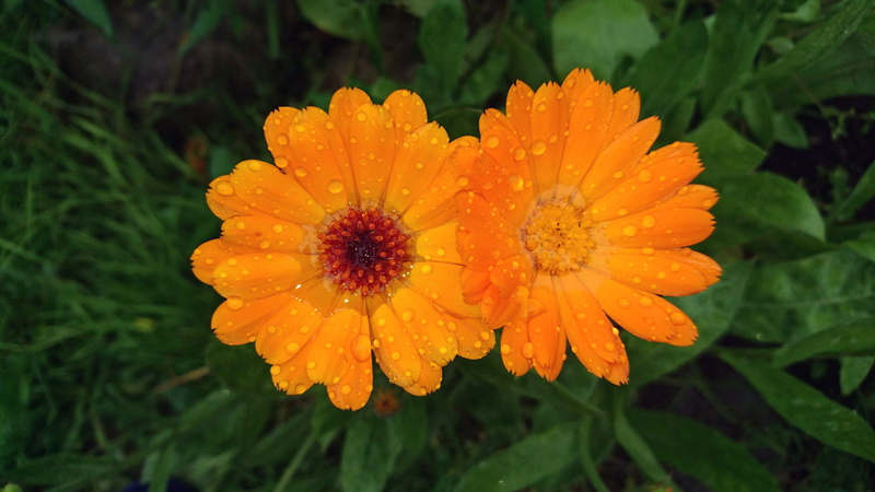 nature, freshness, outdoors, bloom, orange, green, closeup, beautiful, raindrop, botanica, orange flower, flower head, summer, petal, after the rain, no people