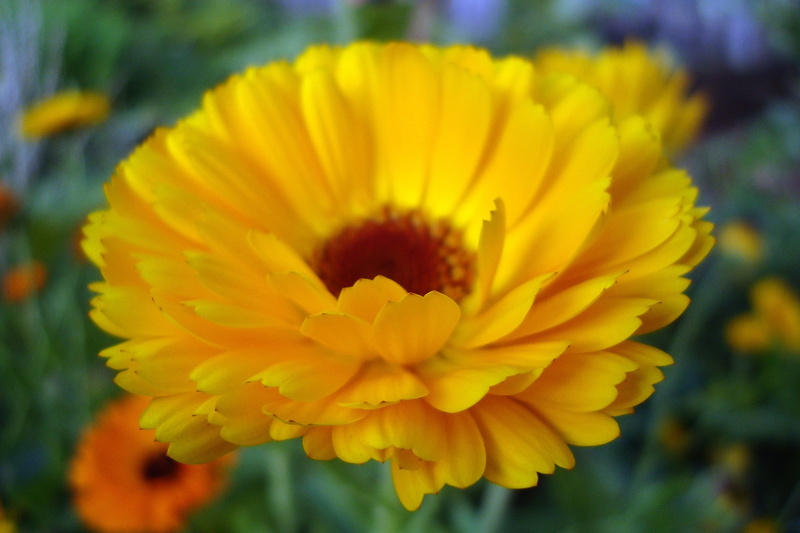 pollen, close-up, orange Color, marigold, green Color, petal, flower Head, vulnerability, flowers, nature, outdoors, formal Garden, multi Colored, day
