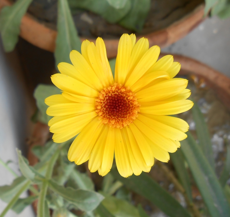 india, leaf, day, bloom, no people, close-up, golden, asia, flower head, grow, botanical, beauty in nature, focus on foreground, growth, plant, flowering plant