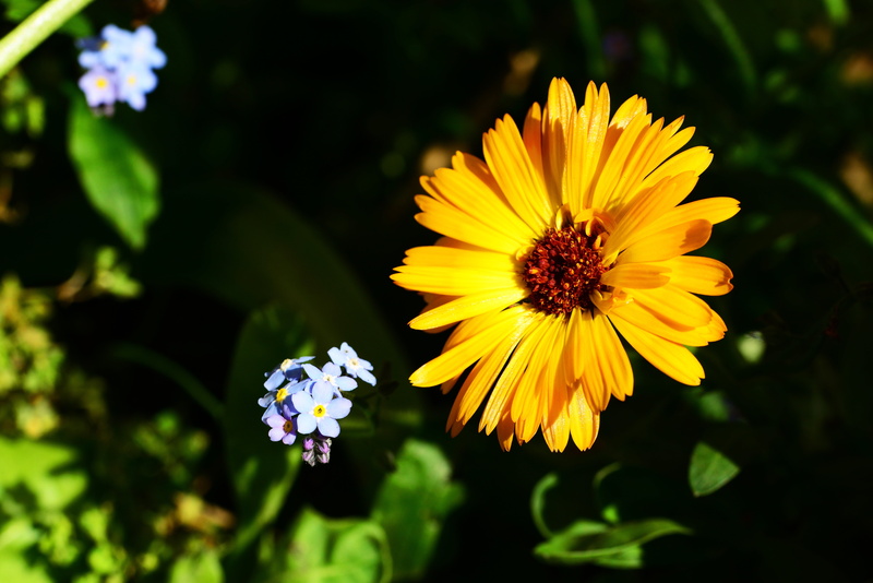 nature, myosotis, beauty in nature, forget-me-not, springtime, pot marigold, pollination, annual, marigold, growth, pollen, freshness, day, close-up, focus on foreground