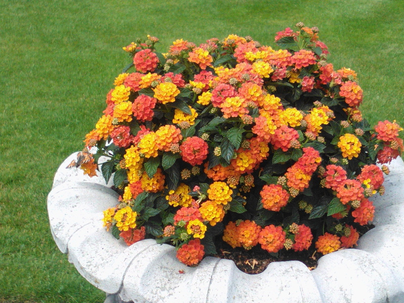 lantana, fragility, outdoors, high angle view, growth, inflorescence, freshness, marigold, yellow, flower arrangement, grass, plant, beauty in nature, flower head