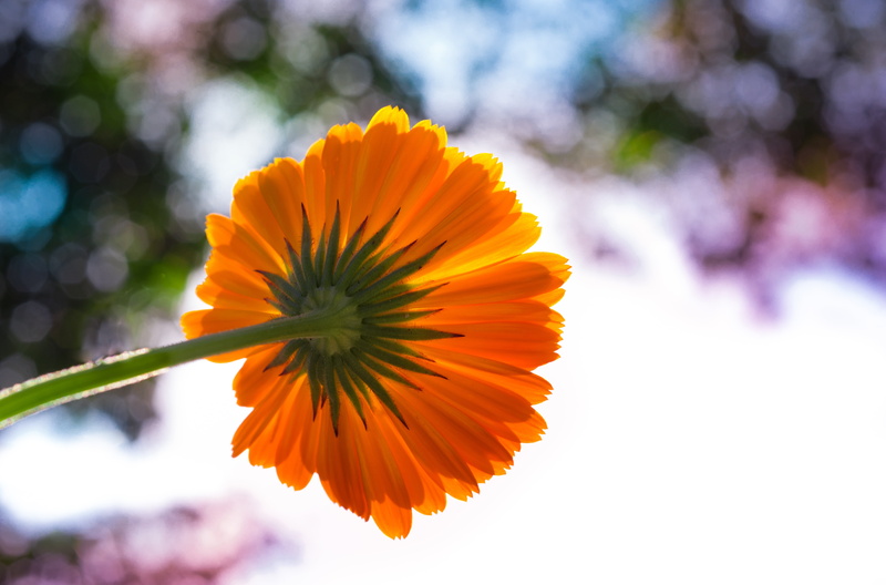 day, focus on foreground, botanical, plant, pot marigold, decoration, sepal, colorful, floral, photography, beauty in nature, gardening, garden, low, nature