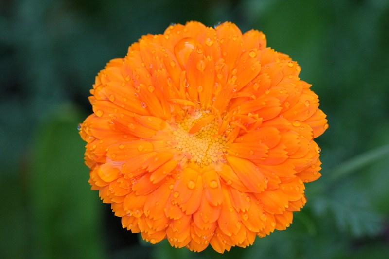pot, freshness, day, flower head, pollen, summer flower, petals, 2K, orange color, close-up, outdoors, flower, raindrop, macro, nature, flowering plant