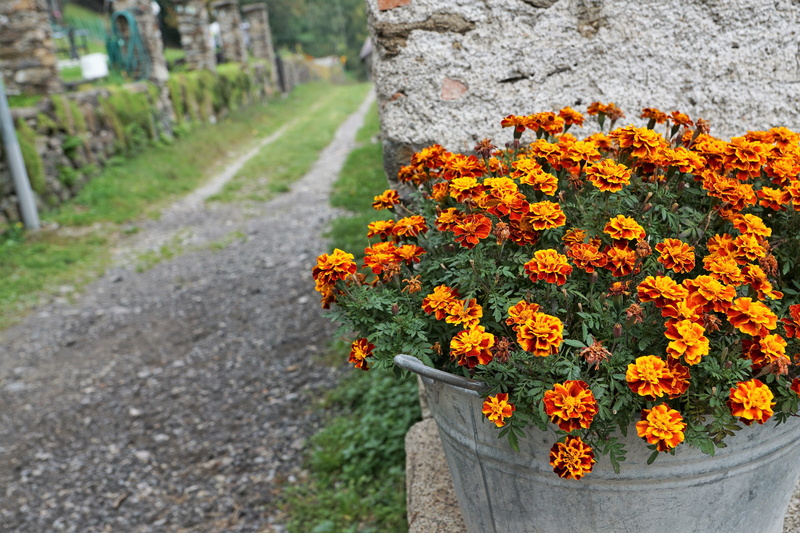 summer, 5K, freshness, spa, asphalt, beauty in nature, plant, flower head, pot, flowering plant, vulnerability, away, flower, growth, home, bloom, flower pot