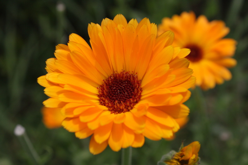 flowers, calendula, no people, close-up, beauty in nature, 4K, flowering plant, pollen, orange color, petal, flower head, marigold, growth, officinalis