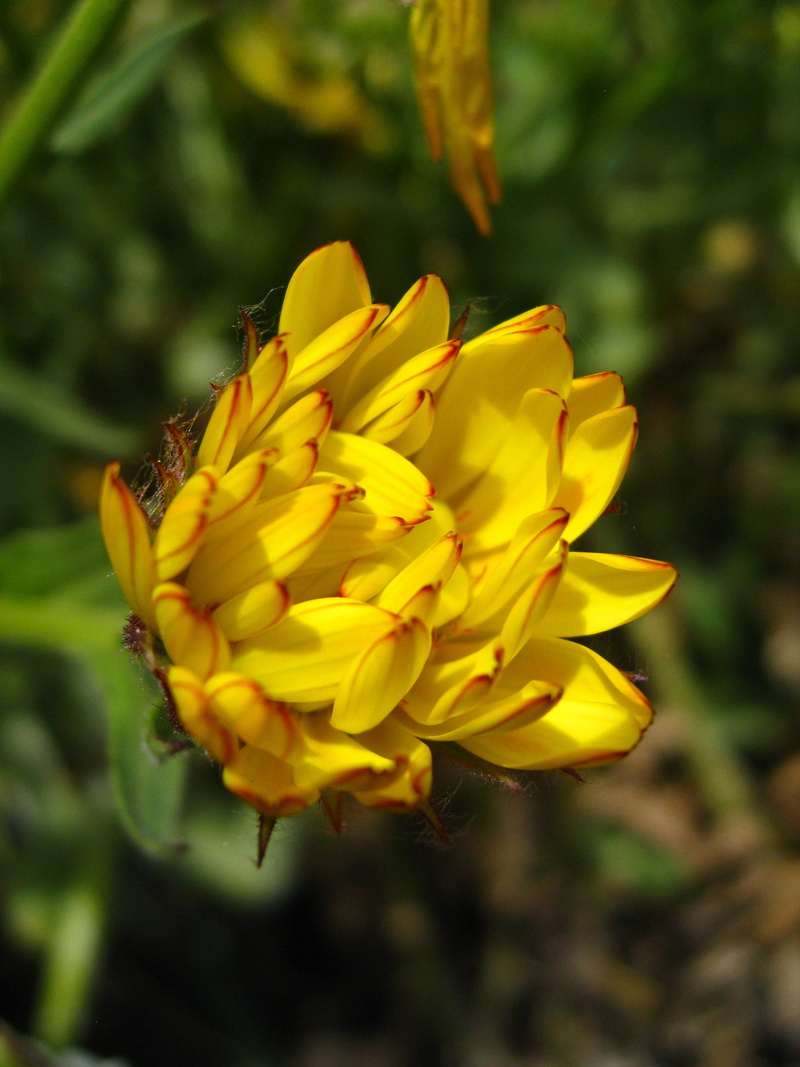 flower head, plant, officinalis, blossom, calendula, summer, flowering plant, pollen, freshness, flower, yellow, pot, focus on foreground, no people, medicine