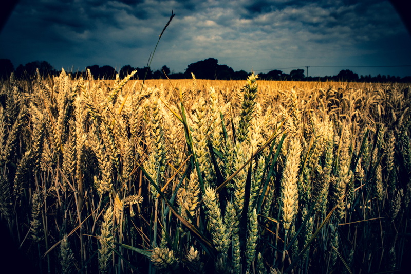 corn, plantation, nature, farm, cereal plant, farming, tranquil scene, agriculture, beauty in nature, crop, suffolk, stalk, scenics - nature, cloud - sky
