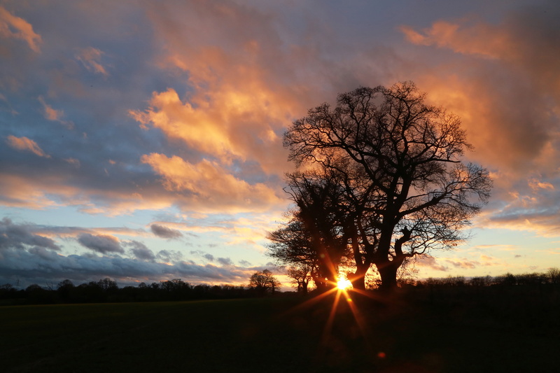 sundown, plant, suffolk, scenics - nature, field, orange color, tranquility, england, sun, landscape, beauty in nature, 5K, sky, land, no people, cloud - sky