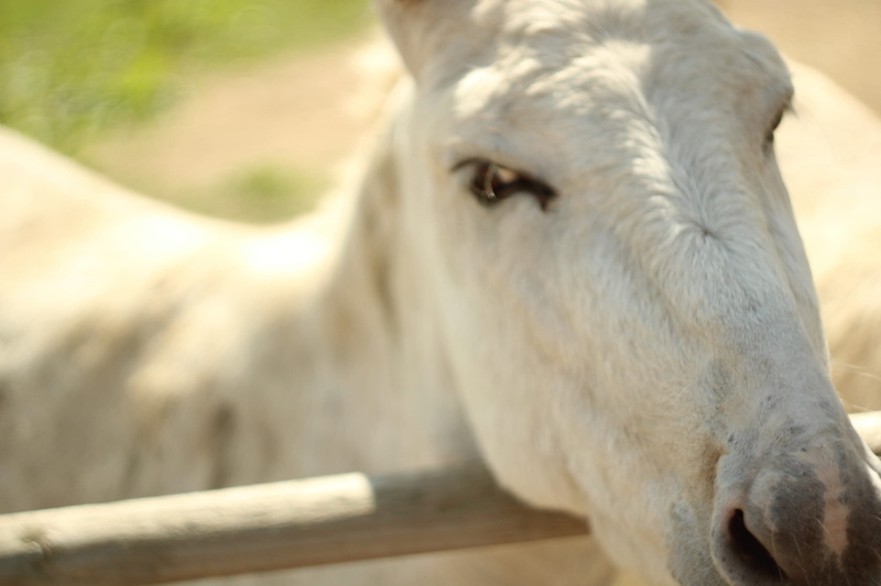 2K, natural, domestic animals, united kingdom, animal wildlife, domestic, donkey, animal, outdoors, summer, mammal, horse, animal themes, day, nature