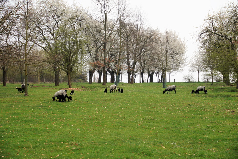 mammal, livestock, pasture, home, black, herbivorous, outdoors, animal themes, land, domestic, born, green color, large group of animals, grass, lamb, sheep