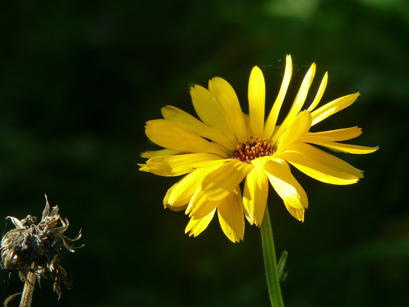 flower meadow, flowering plant, inflorescence, close-up, day, flower, orange, beauty in nature, growth, petaled, fragility, composites, calendula officinalis