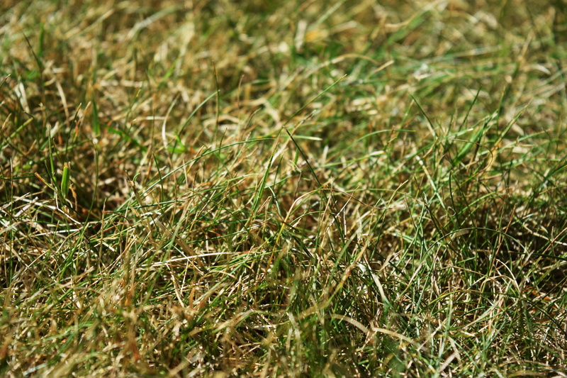 4K, beauty in nature, outdoors, brown, growth, field, day, tranquility, close-up, green, nature, no people, selective focus, land, full frame, dry, sunlight