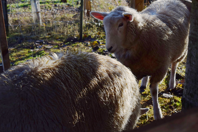 mammal, domestic, two animals, young animal, animal themes, morning, herbivorous, agriculture, field, sunlight, animal, outdoors, group of animals, wool