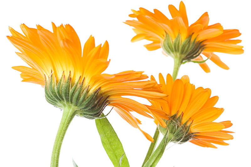 cut out, inflorescence, petal, background, plant, orange, beauty in nature, blossom, nature, white background, flowerarrangemen, isolatedonwhite, vulnerability