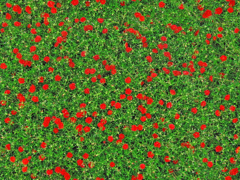 focus, temperate flowers, flower, photography, green color, shrubs, cultivated, beauty in nature, red, lush, bloom, flowers, uniform, bright, lawn, close-up