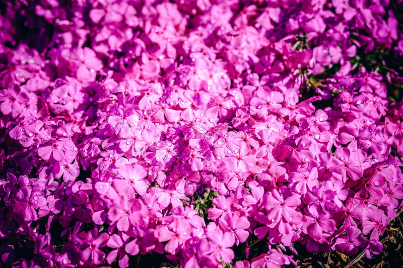 dark, botany, blossoming, backgrounds, creative, field, branch, vulnerability, purple, bright, petal, bush, bunch of flowers, freshness, flora, beautiful