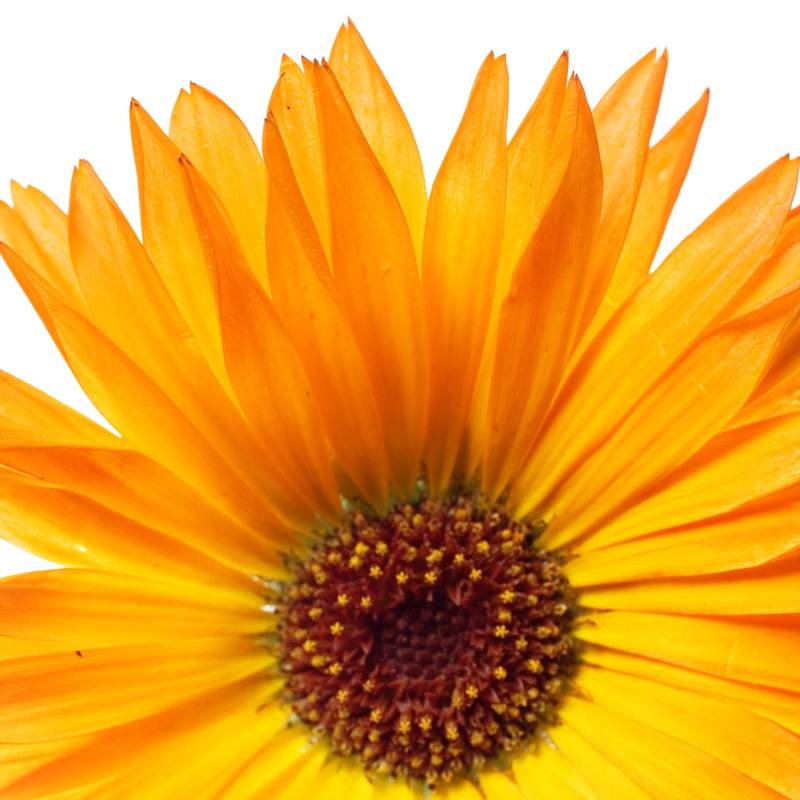 orange color, fragility, white, macro, isolated, no people, vulnerability, blooming, growth, inflorescence, background, cutout, freshness, gazania, studio shot