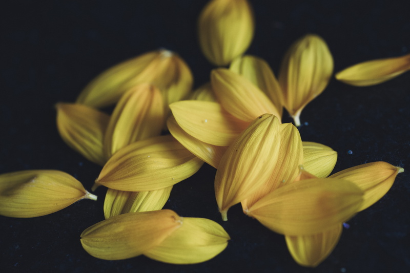 flora, brown, plant, fantasy, closeup, soft focus, flowering plant, floral, vulnerability, fragility, colors, flower, nature, forest, colorful, growth