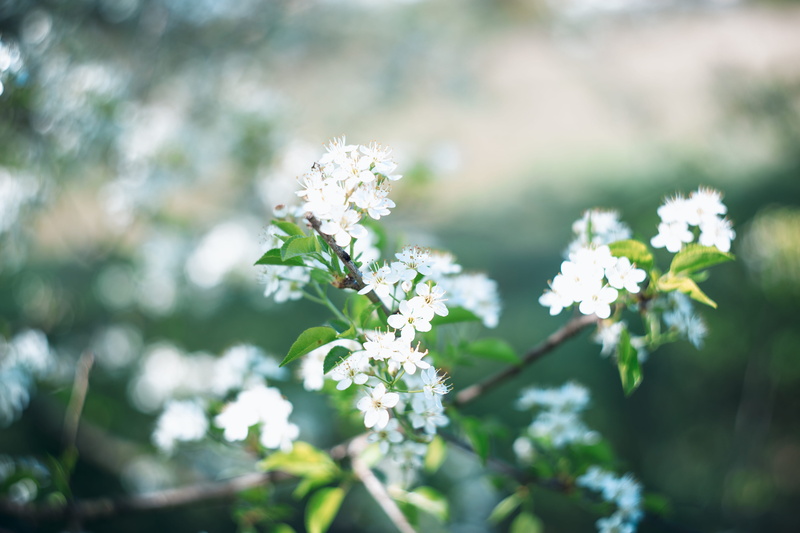 flower head, plant part, nature, no people, countryside, flower, petal, brown, bokeh, bunch, colour, colors, fragility, gesees, freshness, leaf, growth