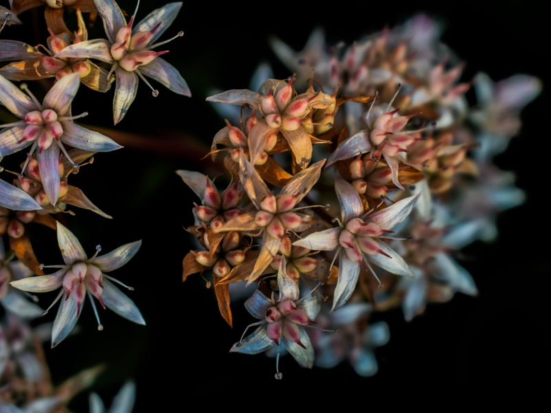 spring, flora, black background, focus on foreground, change, plant part, growth, fragility, Blossom, vulnerability, blossoming, petal, bunch of flowers