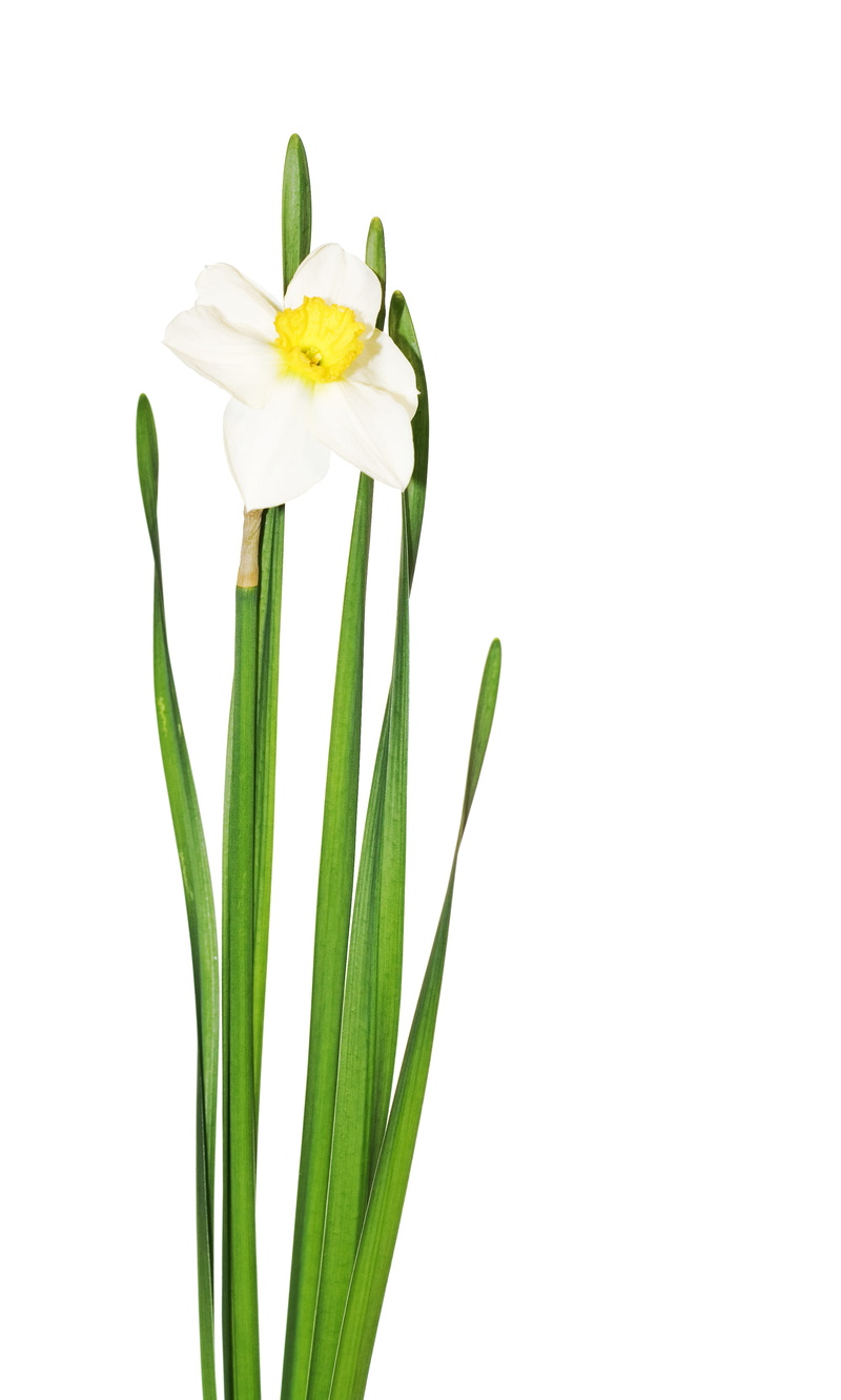 white color, blossom, blooming, indoors, plant, leaf, flowerarrangemen, nature, growth, 2K, macro, close-up, cut out, green color, background, florescence