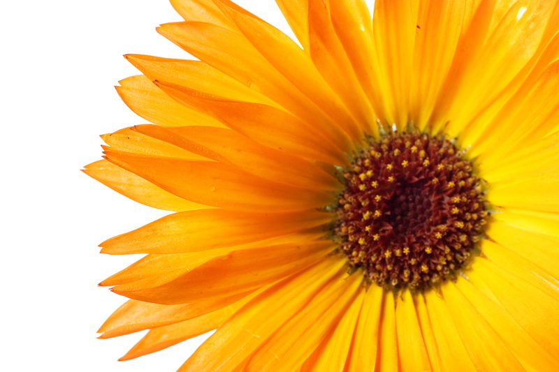 yellow, vulnerability, plant, florescence, 2K, nature, bloom, botany, petal, no people, flowering plant, flowerarrangemen, orange color, background, inflorescence