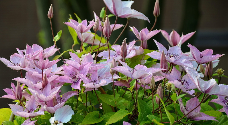 flowering plant, pink color, plant part, color, fragility, nature, vulnerability, close-up, freshness, violet, no people, bloom, bunch of flowers, inflorescence