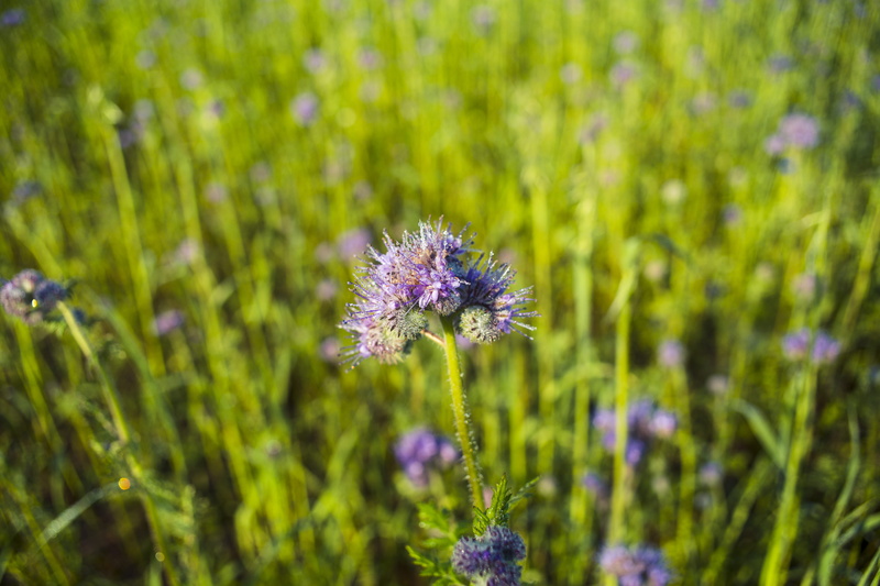close-up, outdoors, purple, lavender, green color, growth, 5K, flora, inflorescence, hausen, freshness, herb, germany, countryside, bright, summer, colors