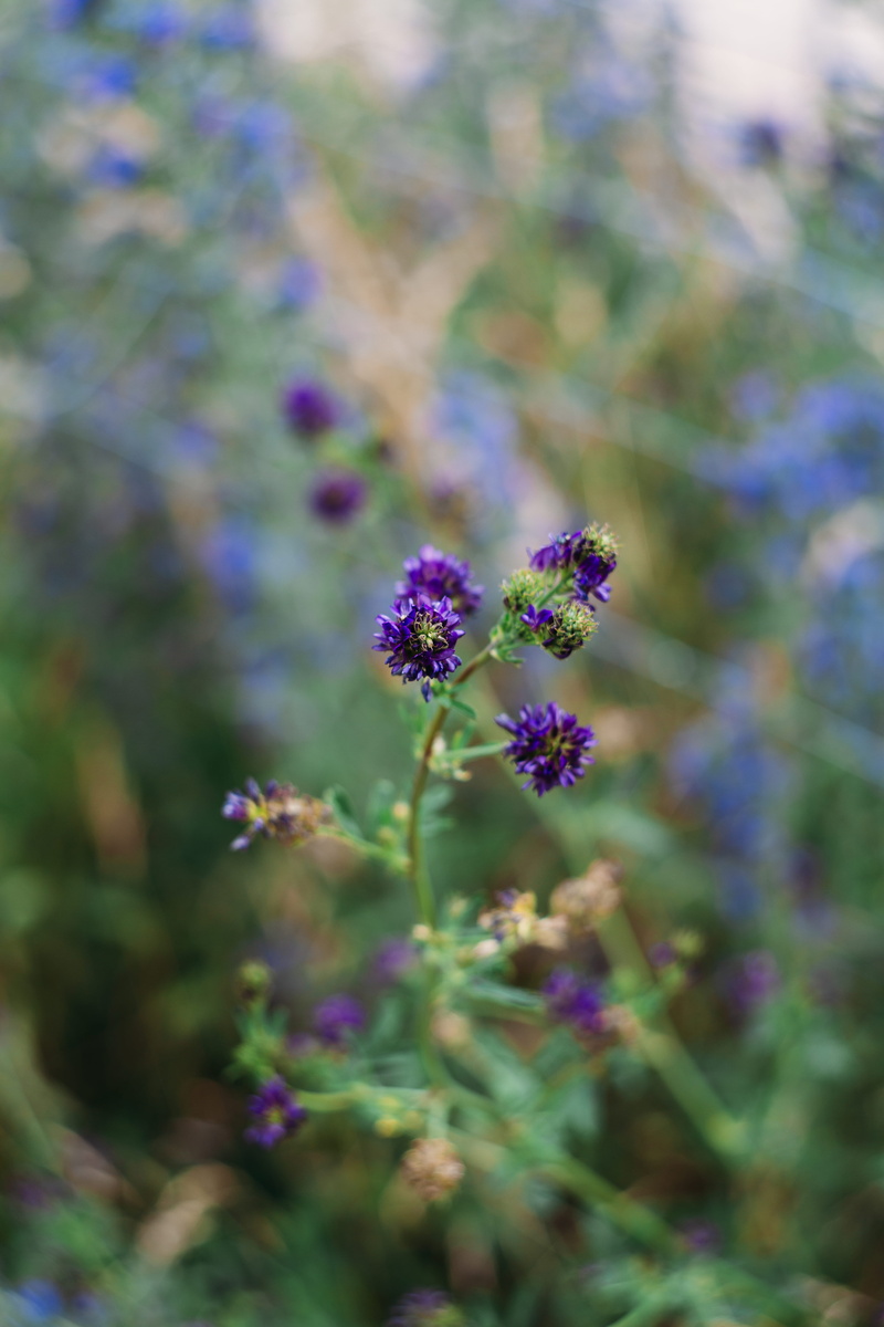 fantasy, floral, selective focus, closeup, bunch, fragility, no people, flower, bloom, colors, vulnerability, florescence, focus on foreground, bright