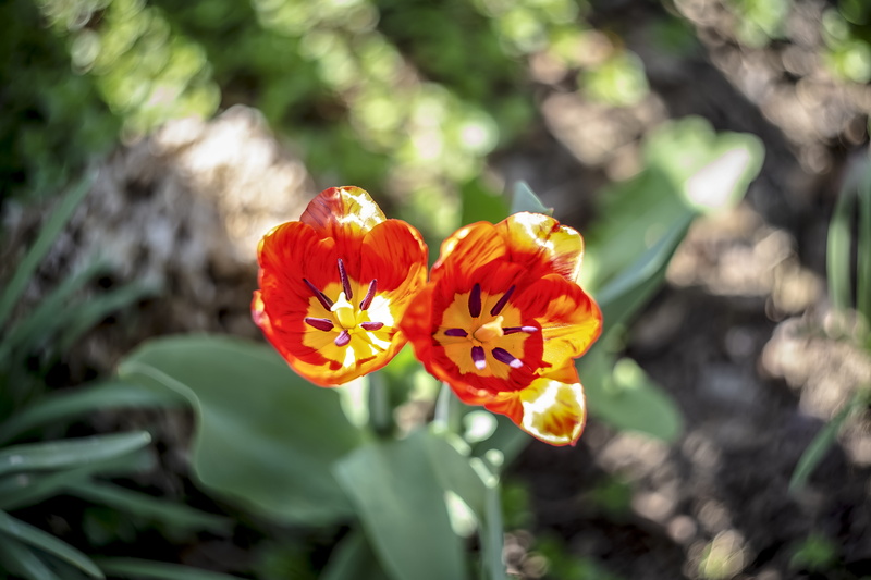 flowers, brown, green, swirley, day, nature, ground, space, beauty, no people, petal, florescence, fantasy, color, garden, season, blooming, wild, flower