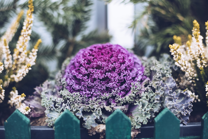 green, fresh, day, inflorescence, tree, petaled, close-up, blossom, flowering plant, colors, outdoors, food, decoration, focus on foreground, grass, flower head