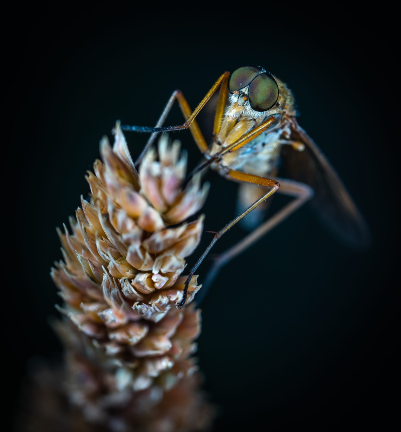 macro, leaf, invertebrate, selective focus, animal, studio shot, marine, animal wildlife, beauty in nature, gray, macro photography, antenna