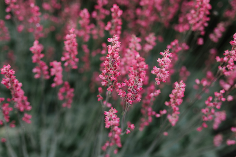 pink color, flowers, plant, vulnerability, inflorescence, petal, nature, outdoors, day, beauty in nature, 5K, bed, springtime, growth, flower head, close-up