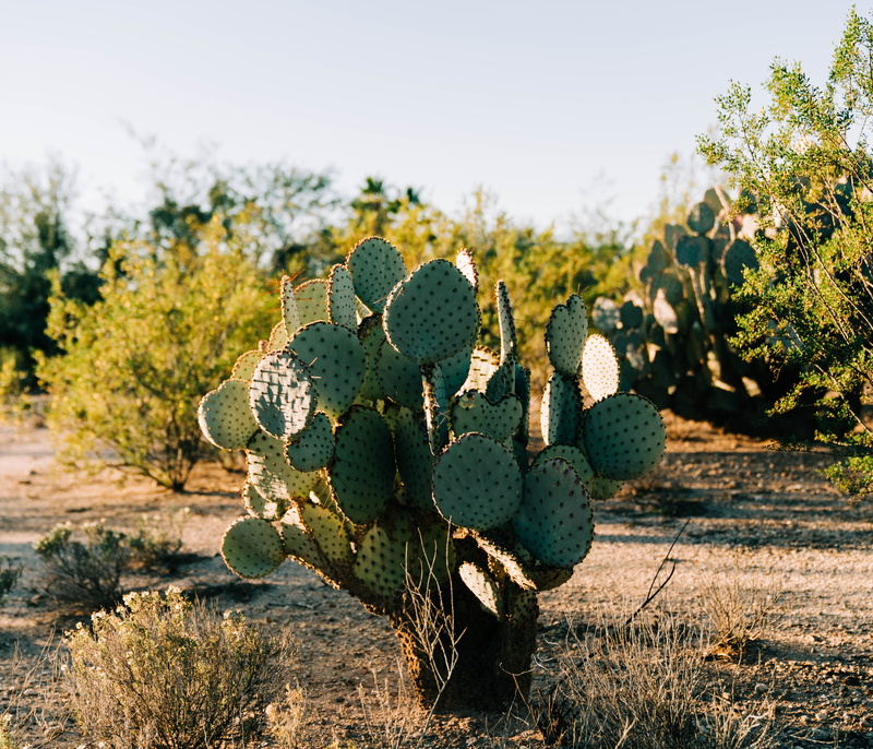 day, 5K, nature, beauty in nature, spiked, land, field, focus on foreground, sharp, outdoors, sunlight, climate, close-up, arid climate, succulent plant