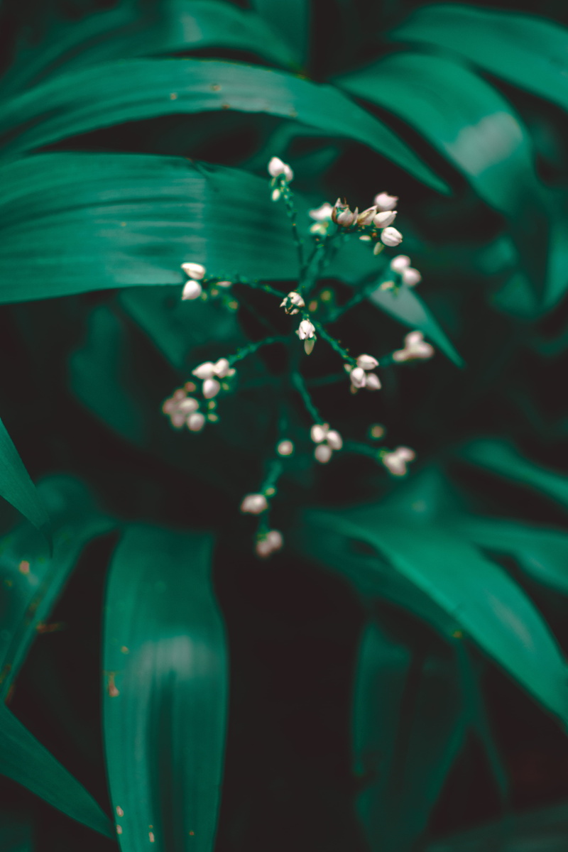 close, outdoors, fragility, beauty in nature, 5K, beautiful, growth, blooming, blossom, flowering plant, color, plant part, animal wildlife, flora