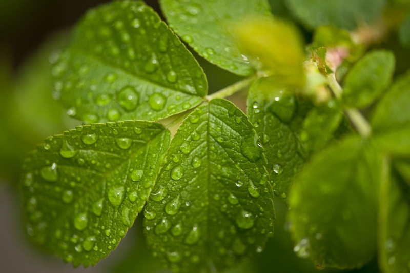 green is beautiful, makro, close-up, closeup, dew, d3, still  life, VR, macro, retina  display, Nikkor, full  hd, drop, leaf, green Color, raindrop, flower