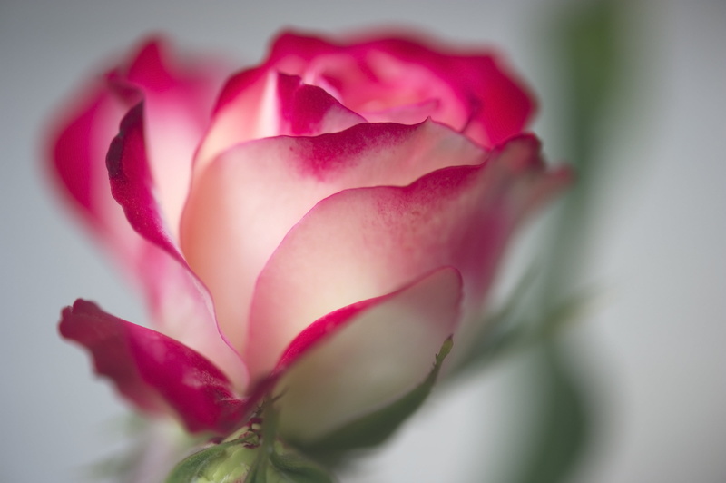 nature, pink, white rose, closeup, plant, rose, photo, close-up, flower Head, petal, 2K, Nikon D3S, freshness, flower, beauty In Nature, single Flower