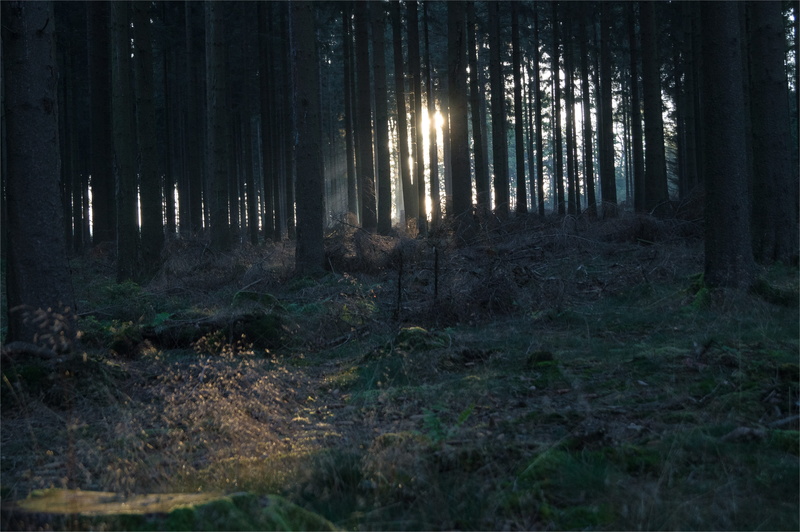 forest floor, day, fir tree, sky, tranquility, remote, plant, weird, lighting, fog, tree trunk, landscape, no people, outdoors, glade, light, environment