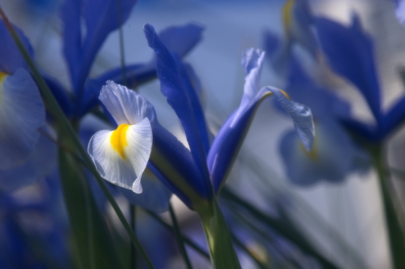 Nikon, iris, 4K, photography, close-up, Iris Flower, petal, springtime, nature, D3s, flower, macro photography, plant, white, flower Head, macro, blue