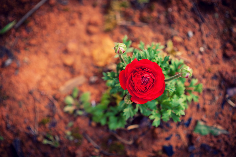 outdoors, rose - flower, close-up, petal, inflorescence, red, beauty in nature, rose, flowering plant, nature, d3, high angle view, growth, plant part