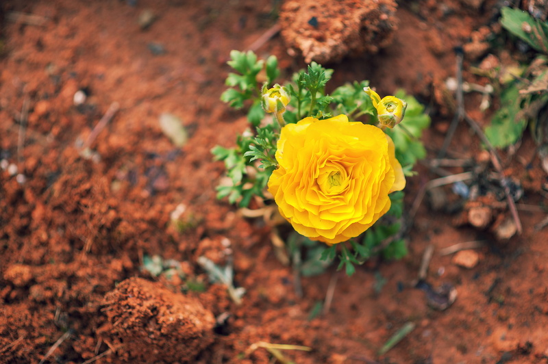 4K, nature, flower arrangement, petal, outdoors, plant, focus on foreground, d3, yellow, beauty in nature, flower head, rose, planted flowers in the garden