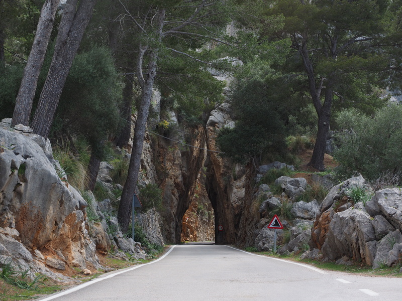 ma-2141, nature, sa calobra, forest, passage, breakthrough, tranquil scene, empty, the way forward, day, no people, mountain, pave, serpentine road, growth