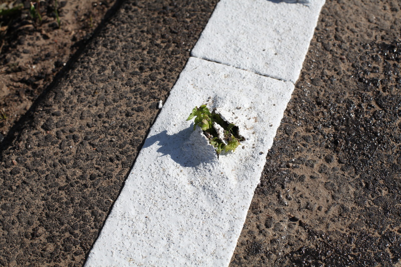 no people, dirt, green color, outdoors, seedling, force, transportation, breakthrough, survive, nature, road, plant, sunlight, high angle view, solid, beginnings