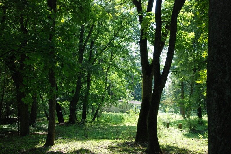 growth, summer, tree, sunlight, bug, forest, 4K, tranquil scene, outdoors, nature, tranquility, trunk, tree trunk, day, green Color, no people, landscape