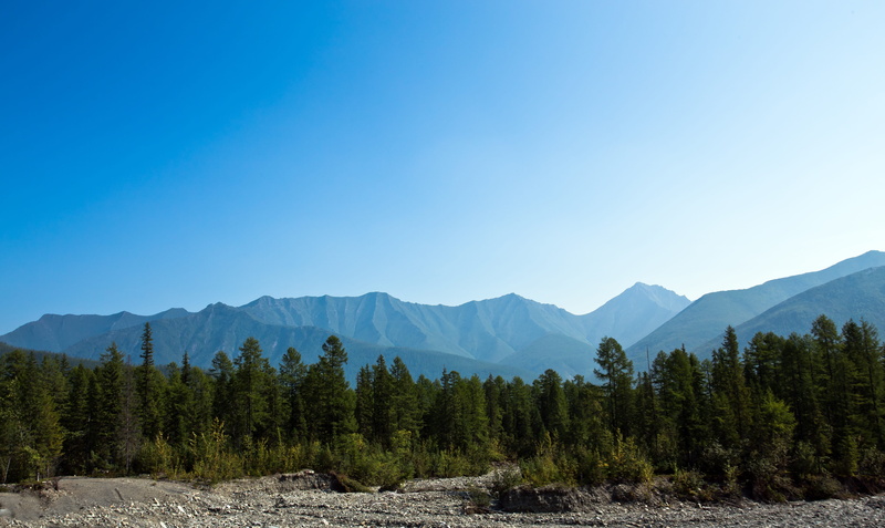mountain, forest, beauty in nature, no people, pine tree, tree, plant, noon, environment, non-urban scene, landscape, outdoors, tranquility, tranquil scene