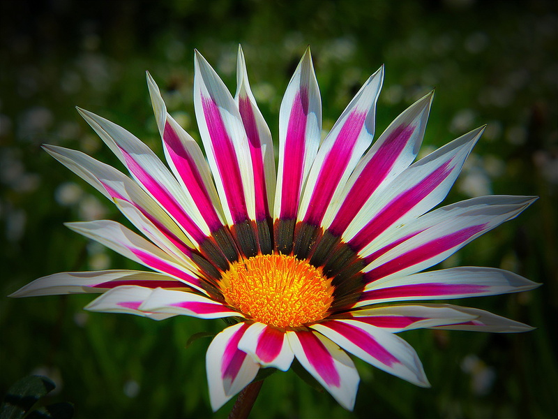 gold noon, photography, flower, 4K, plant, red, beauty in nature, focus on foreground, petal, pollen, inflorescence, bright, composites, purple, fragility