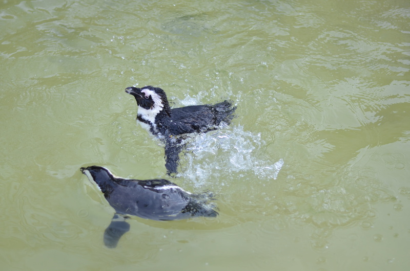 mammal, penguins, animal wildlife, waterfront, pets, lake, nature, spetter, swimming, dog, animals, 4K, torque, high angle view, animal, canine, vertebrate