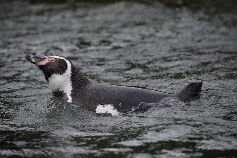 selective focus, spetters, side view, swimming, animal themes, one animal, day, nature, animals in the wild, vertebrate, mouth open, water, mammal, animal mouth