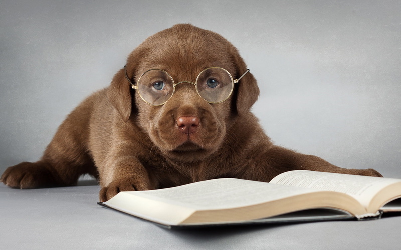 Glasses, Labrador, Book, 1080P, Read, Brown, Dog