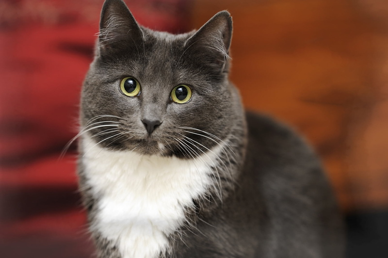 domestic cat, look, focus on foreground, black color, face, eye, cat, 720P, domestic, portrait, domestic animals, animal eye, fat, whisker, gray, yellow eyes